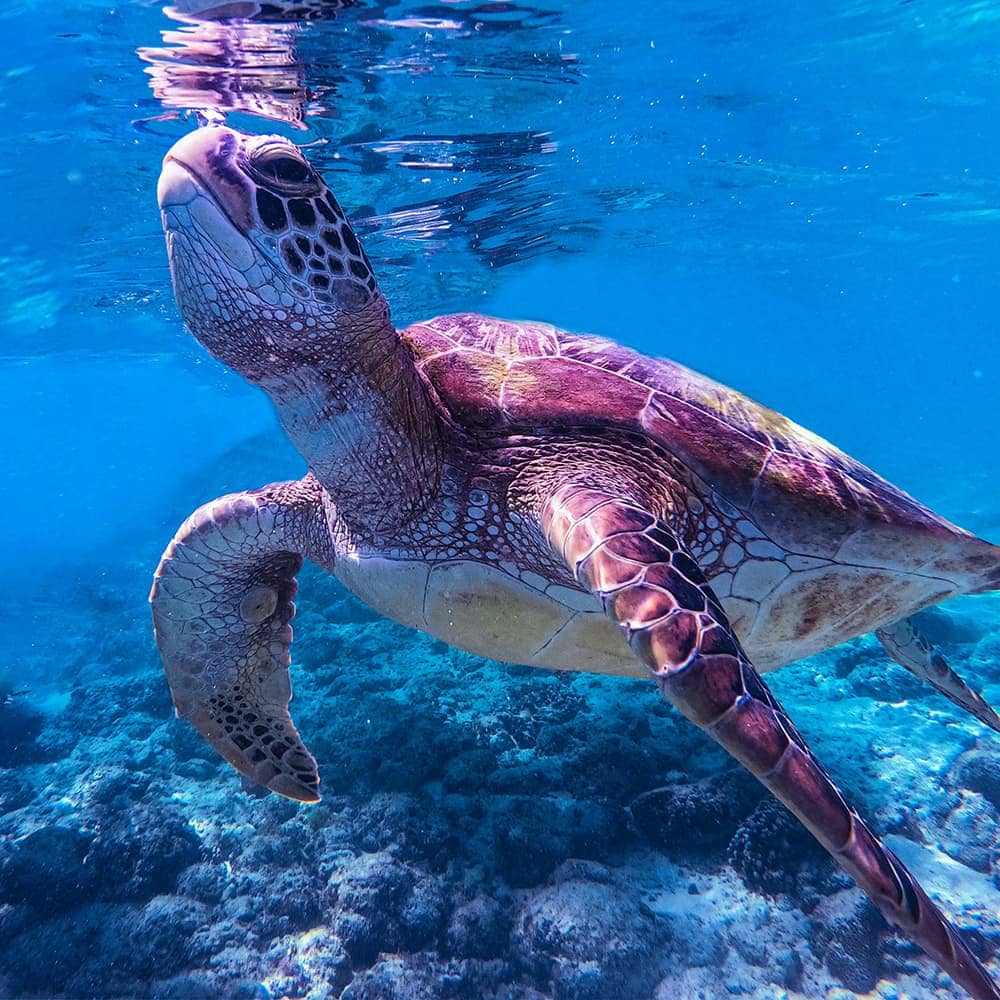 Sea turtle